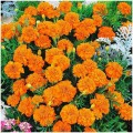 Малыш оранжевые (Orange) семена бархатцев (Hem Zaden)
