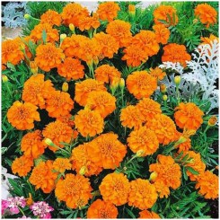 Малыш оранжевые (Orange) семена бархатцев (Hem Zaden)