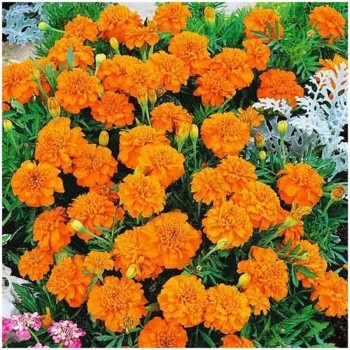 Малыш оранжевые (Orange) семена бархатцев (Hem Zaden)