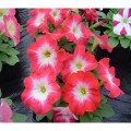 Мамбо F1 красное утро семян петунии (Hem Genetics)