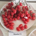 Мандат F1 семян помидора черри детерминантного (Moravoseed)