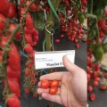 Мандат F1 семян помидора черри детерминантного (Moravoseed)