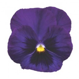 Марипоса F1 purple семена виолы (Syngenta)