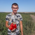 Менчул F1 семян перца сладкого (LibraSeeds)