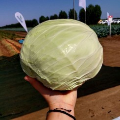 Мензания F1 семена капусты белокочанной (Seminis)