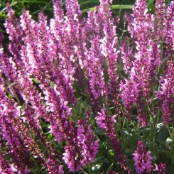 Мерло розовая (pink) семена сальвии (Syngenta)