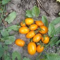 Миникин F1 семена дететерминантного томата (Lark Seeds)