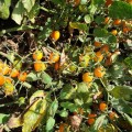 Миникин F1 семена дететерминантного томата (Lark Seeds)