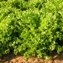 Мирне Organic насіння салатного цикорію тип Ендівій дражований (Enza Zaden/Vitalis)