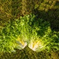 Мирная Organic семена салатного цикория тип Эндивий дражированный (Enza Zaden/Vitalis)