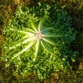 Мирная Organic семена салатного цикория тип Эндивий дражированный (Enza Zaden/Vitalis)