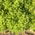 Мирная Organic семена салатного цикория тип Эндивий дражированный (Enza Zaden/Vitalis)