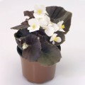 Найтлайф F1 белый (white) семена бегонии (Benary)