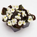 Найтлайф F1 белый (white) семена бегонии (Benary)