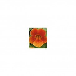 Окинава Orange (оранжевый) семян мимулюса крупноцветкового (Kitano Seeds)