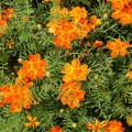 Оранж Джем семян бархатцев (Floragran)