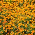Оранж Джем семян бархатцев (Floragran)