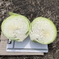 Орегон F1 семена капусты белокочанной (Lark Seeds)