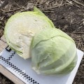 Орегон F1 семена капусты белокочанной (Lark Seeds)