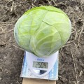 Орегон F1 семена капусты белокочанной (Lark Seeds)