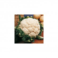 Палла ді Неве (Snow Ball) насіння капусти цвітної (Hortus)