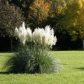 Кортадерия Пампасское Перо белая (white) семена кортадерии (W.Legutko)