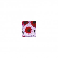 Пандора Burgundy Frost семена петунии многоцветковой (Kitano Seeds)