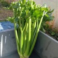 Паскаль Гигант семян сельдерея черешкового (Semo)