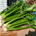 Паскаль Гигант семян сельдерея черешкового (Semo)