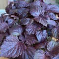 Перила овощные Шисо семена микрозеленые (Agrocity)