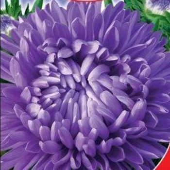 Персидские семена астры пионообразной (GL Seeds)