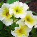 Береника F1 желтая (yellow) семена петунии (Cerny)