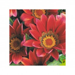 Пилигрим Скарлет (Piligrim Scarlet) семена Газании F1 (Gazania F1) (Kitano Seeds)