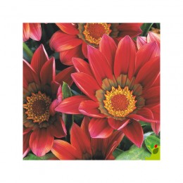 Пилигрим Скарлет (Piligrim Scarlet) семена Газании F1 (Gazania F1) (Kitano Seeds)
