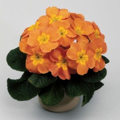 Пионер F1 оранжевая (orange) семена примулы (Hem Genetics)