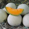 PL 9100 F1 семена дыни (Ergon Seeds)
