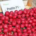 Прелито F1 семян редиса 20-22 дн. (Hazera)