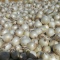 Примо Бланко F1 семена лука репчатого белого (LibraSeeds)