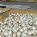 Примо Бланко F1 семена лука репчатого белого (LibraSeeds)