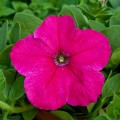 Присм Брайт Роуз F1 (Bright Rose) семена петунии грандифлора дражированная (Floranova)