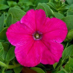 Присм Брайт Роуз F1 (Bright Rose) семена петунии грандифлора дражированная (Floranova)
