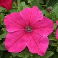 Присм Брайт Роуз F1 (Bright Rose) семена петунии грандифлора дражированная (Floranova)