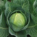 Продикос F1 семена капусты белокочанной (Syngenta)