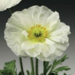 Пульчинелла белый (white) семян мака альпийского (Syngenta)