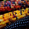 Разноцветные семена кукурузы сладкой