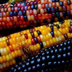 Різнокольорова насіння кукурудзи солодкої
