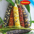 Разноцветные семена кукурузы сладкой