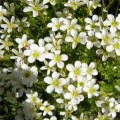 Хайлендер белый (white) семена камнеломки (Syngenta)