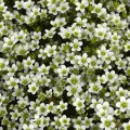 Хайлендер белый (white) семена камнеломки (Syngenta)