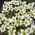 Хайлендер белый (white) семена камнеломки (Syngenta)